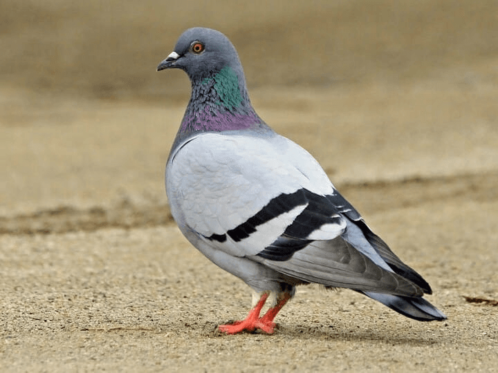 Bird watching in Nepal